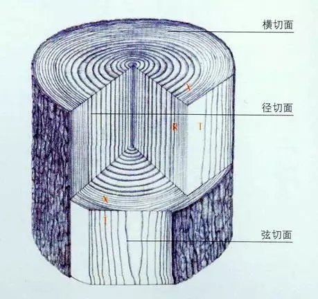 红木木材横切面