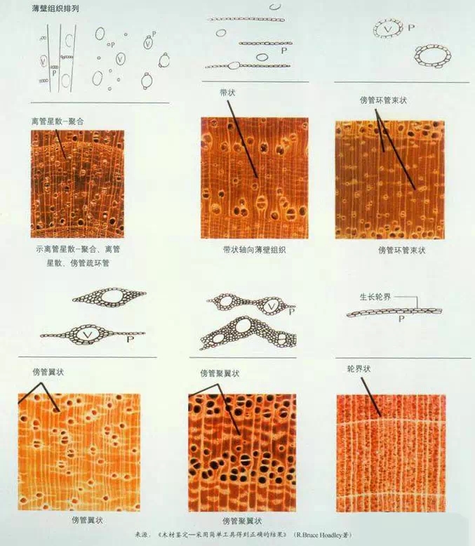 轴向薄壁组织